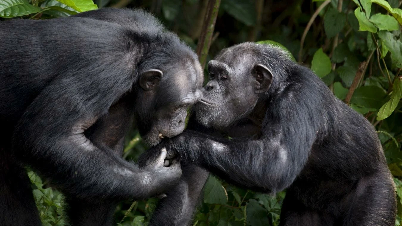 Chimpancés en 'Monkey Island'