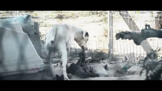Perros hacinados, sin agua y alimentándose de otros animales muertos Perros hacinados, sin agua y alimentándose de otros animales muertos