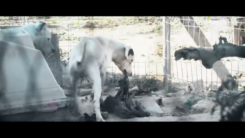 Perros hacinados, sin agua y alimentándose de otros animales muertos
