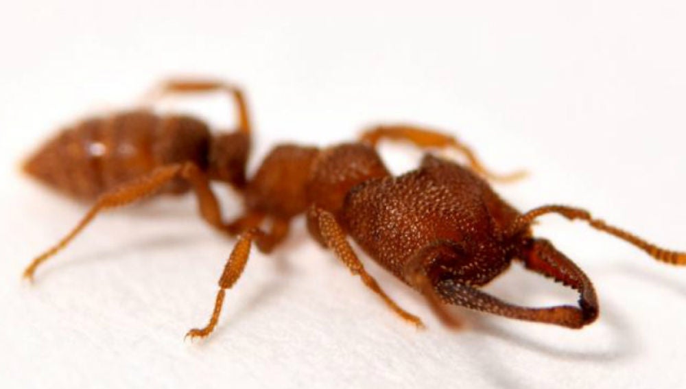 La hormiga Mysterium camillae