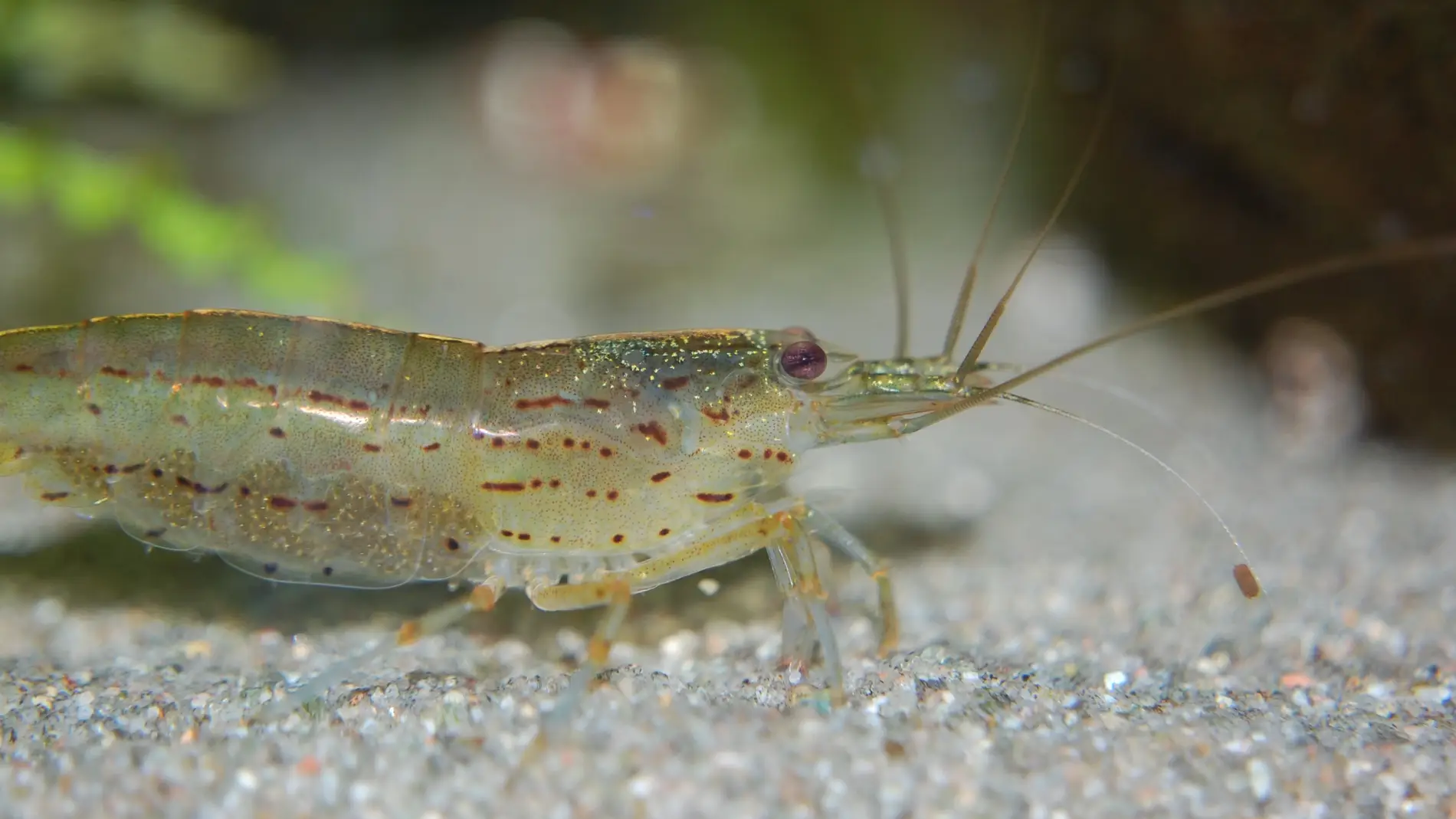 Extracto de tomillo contra el virus que mata a los camarones