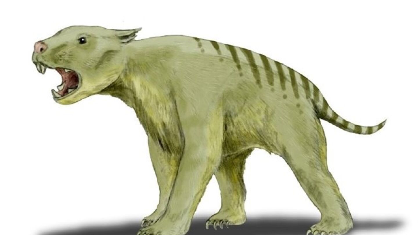 Le&oacute;n marsupial 