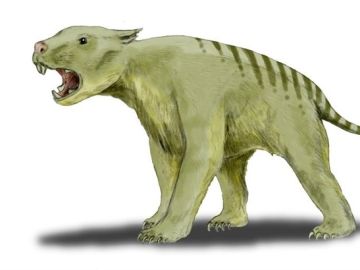León marsupial León marsupial