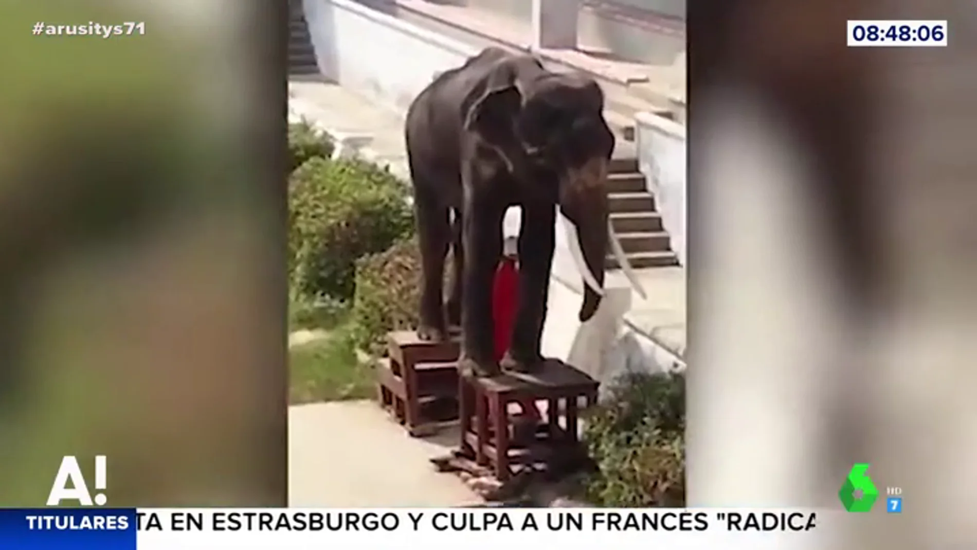 Una elefanta esquelética obligada a realizar números circenses en un zoo de Tailandia