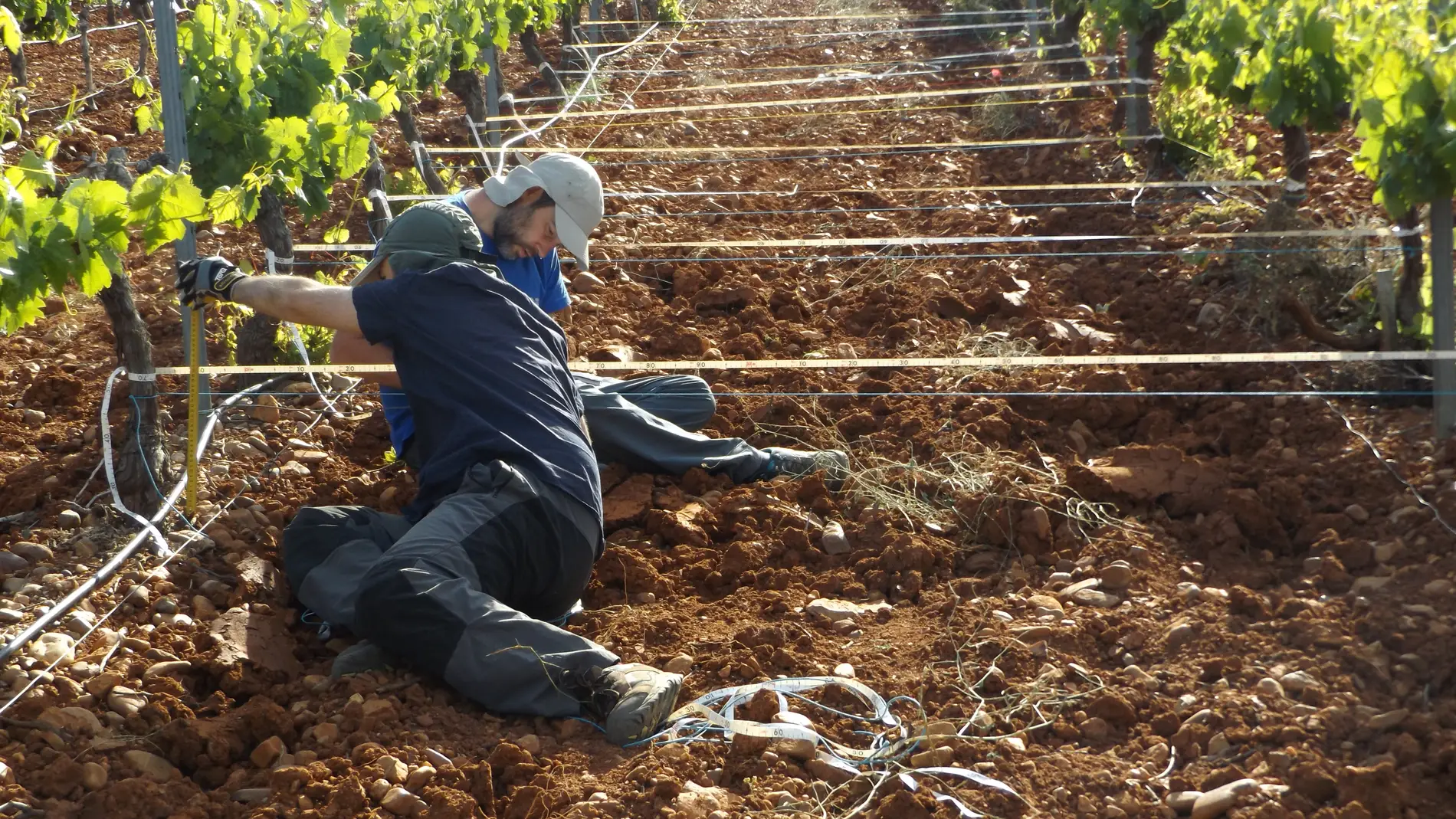 Un metodo sencillo y economico mide la erosion en los cultivos vitivinicolas