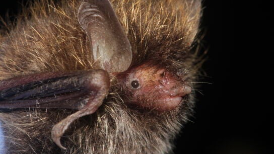 Un murci&eacute;lago con el pelo alborotado, una de las nuevas especies descubiertas