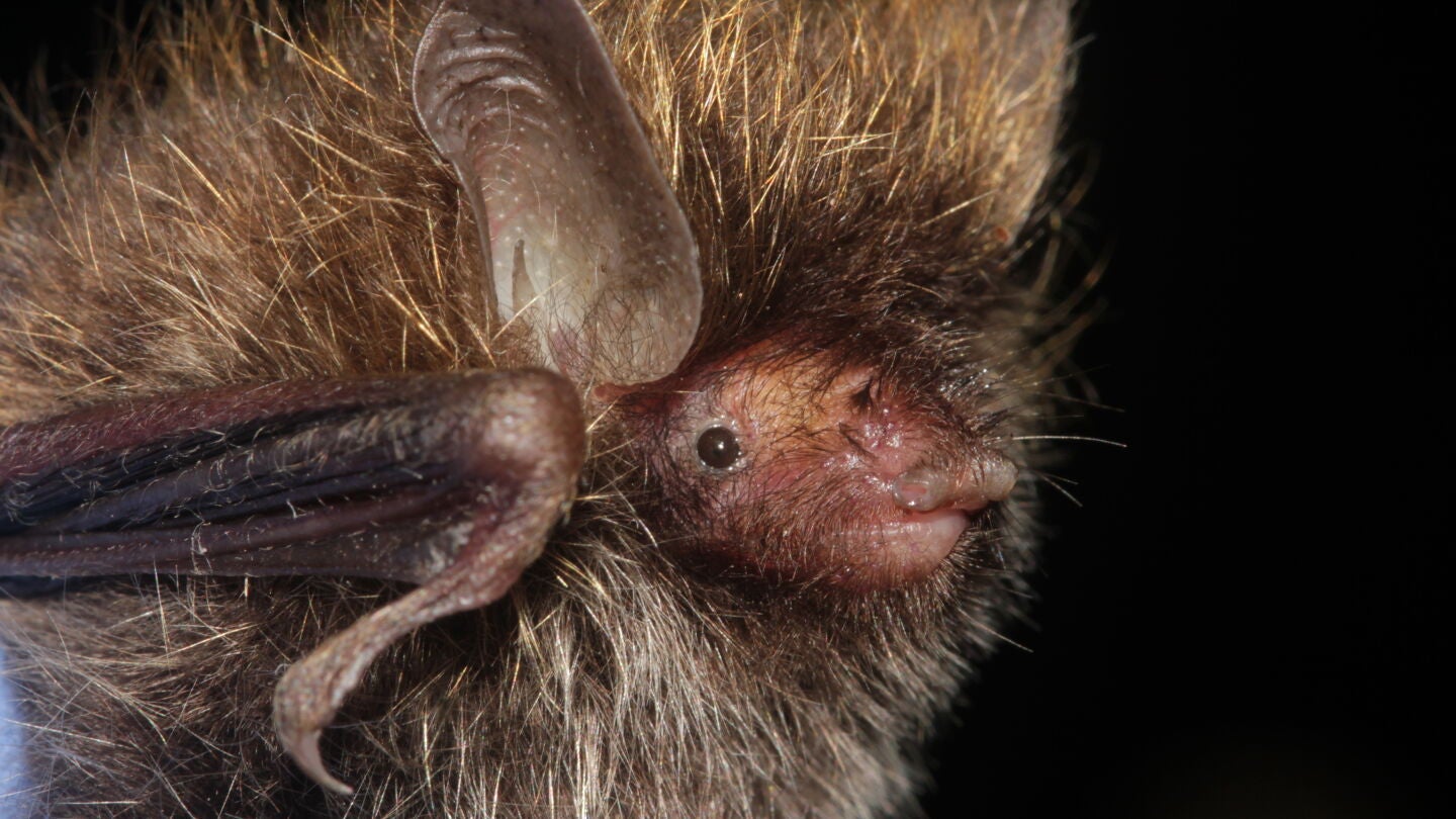 Un murci&eacute;lago con el pelo alborotado, una de las nuevas especies descubiertas
