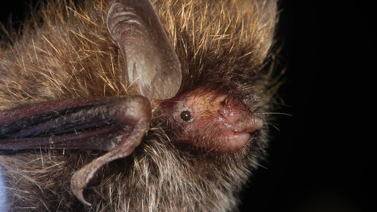 Un murciélago con el pelo alborotado, una de las nuevas especies descubiertas Un murciélago con el pelo alborotado, una de las nuevas especies descubiertas