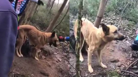 Unos ciclistas rescatan a un perro abandonado en Portugal Unos ciclistas rescatan a un perro abandonado en Portugal