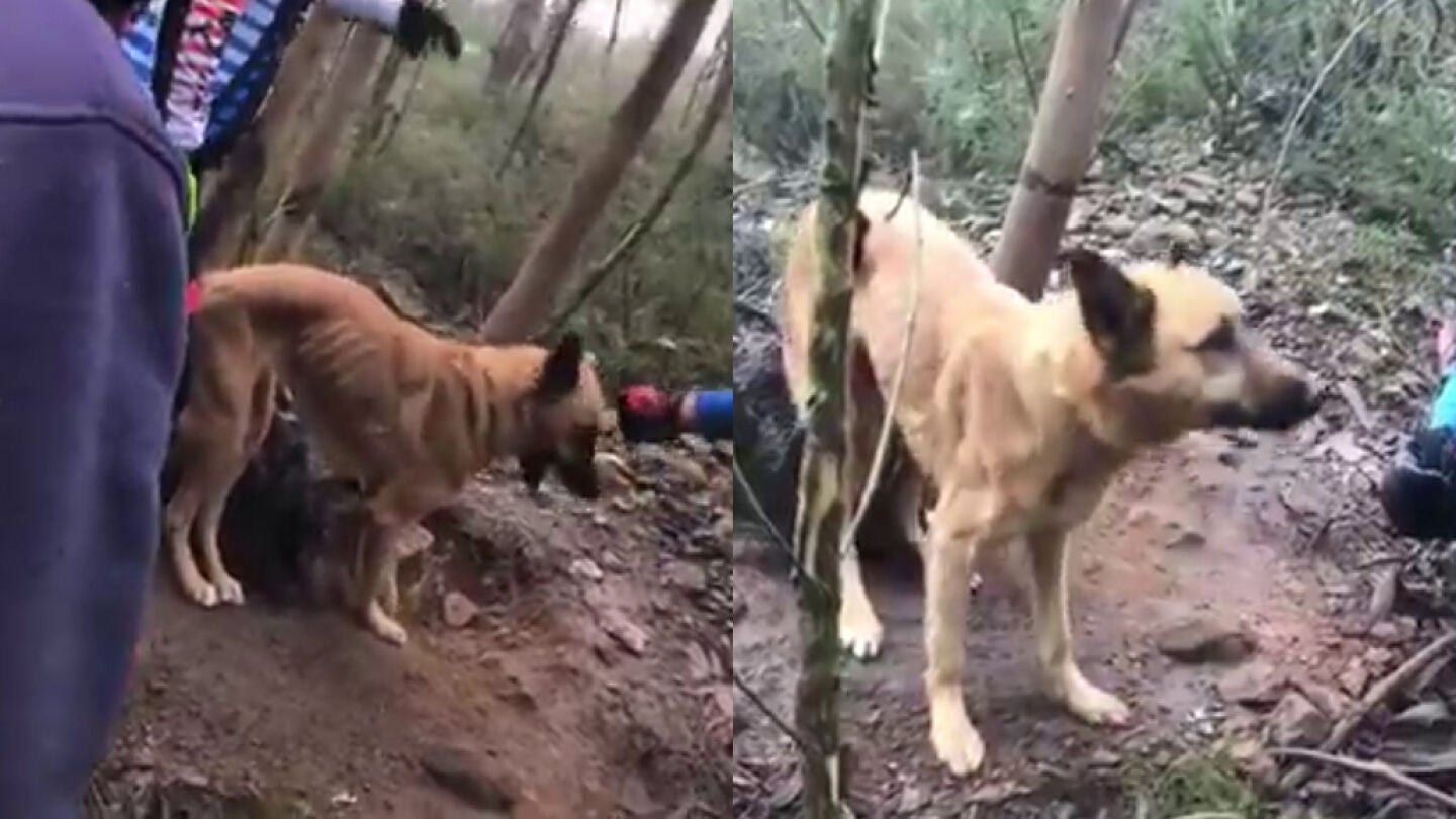 Unos ciclistas rescatan a un perro abandonado en Portugal