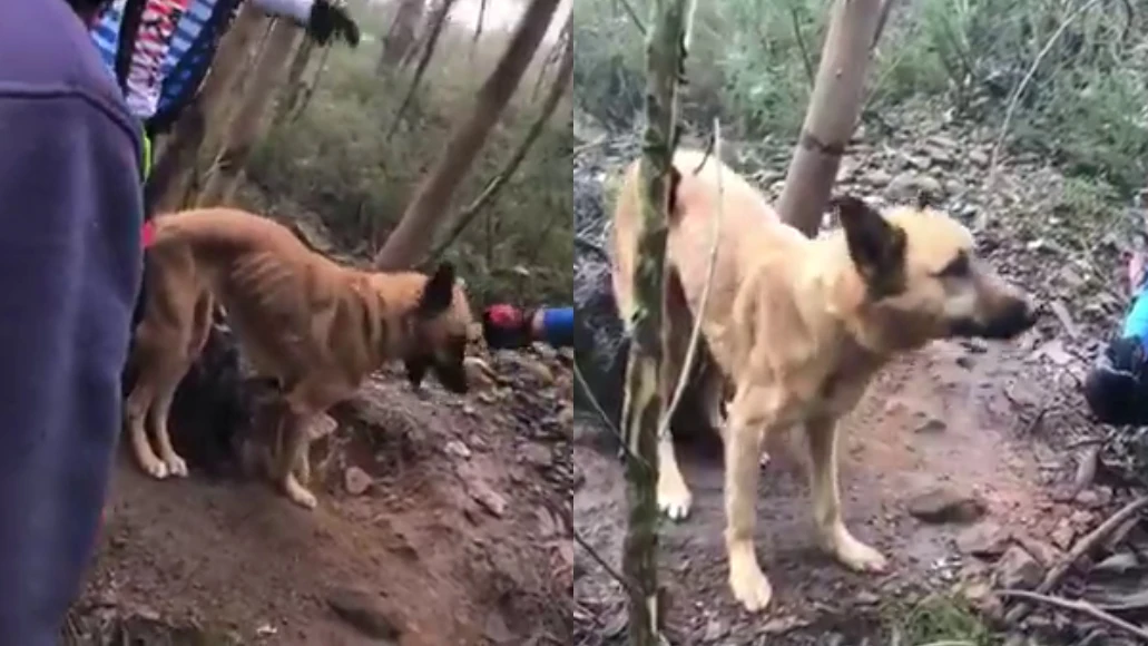 Unos ciclistas rescatan a un perro abandonado en Portugal