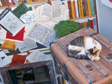 Viajar con mascotas Viajar con mascotas