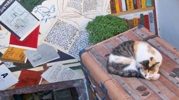 Viajar con mascotas