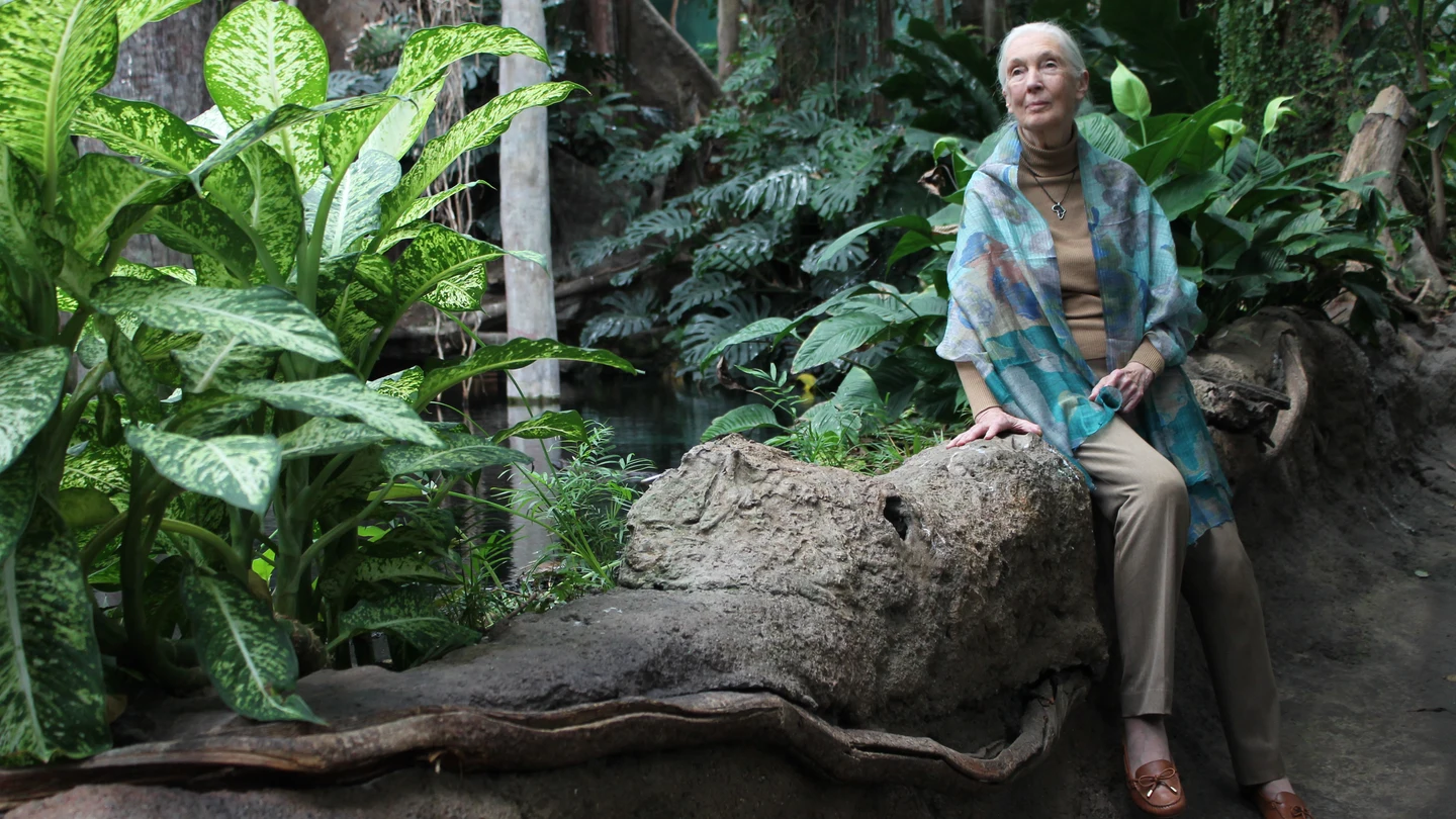 Jane Goodall Estamos viviendo la sexta extincion masiva de especies causada por nosotros Jane Goodall Estamos viviendo la sexta extincion masiva de especies causada por nosotros