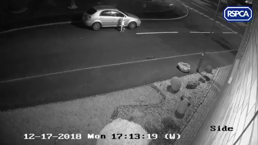 El desgarrador vídeo que muestra la desesperación de un perro en el momento de ser abandonado El desgarrador vídeo que muestra la desesperación de un perro en el momento de ser abandonado