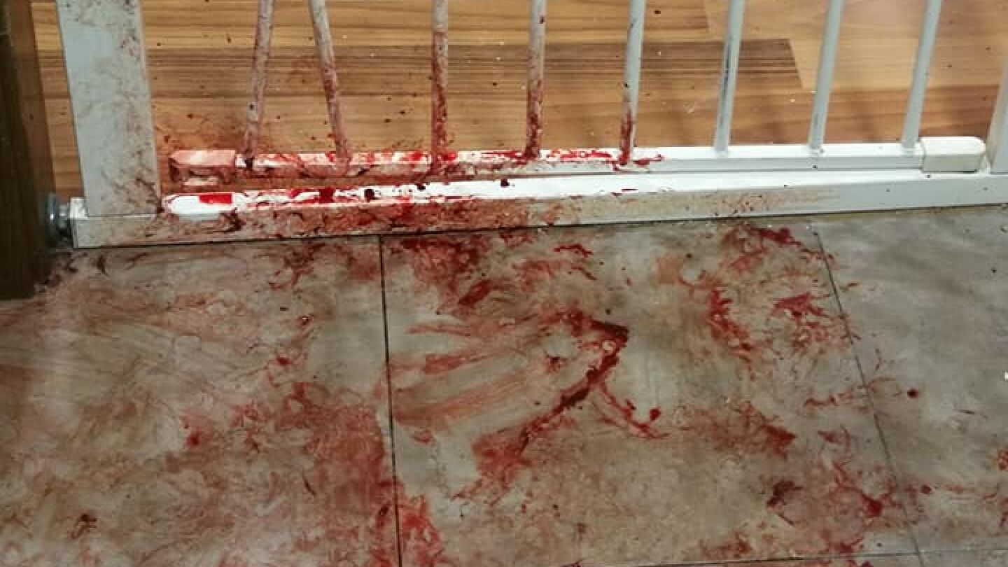 El rastro que dej&oacute; la perra asustada por los petardos