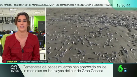 Aparecen centenares de peces muertos en las playas del sur de Gran Canaria Aparecen centenares de peces muertos en las playas del sur de Gran Canaria