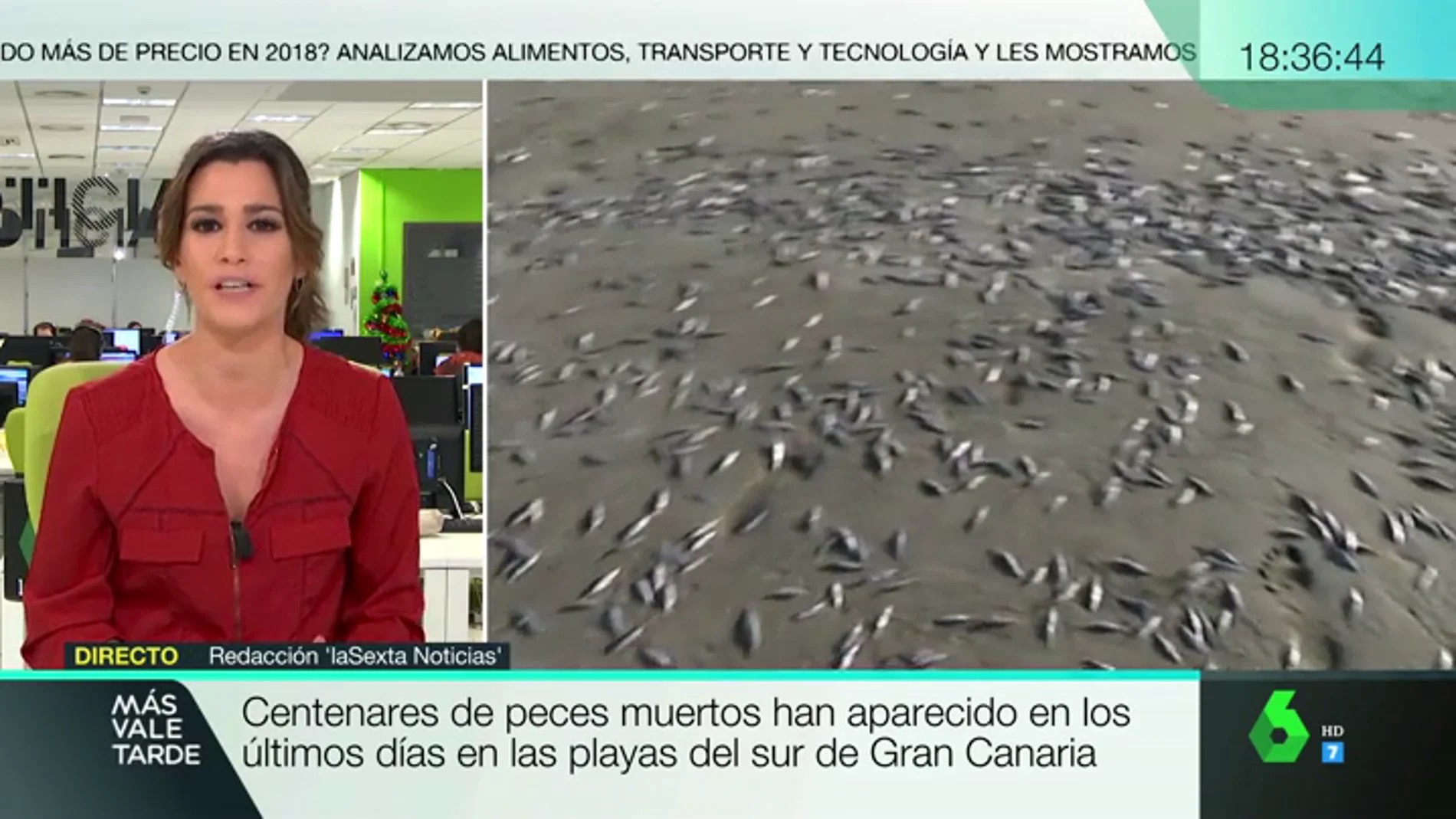 Aparecen centenares de peces muertos en las playas del sur de Gran Canaria