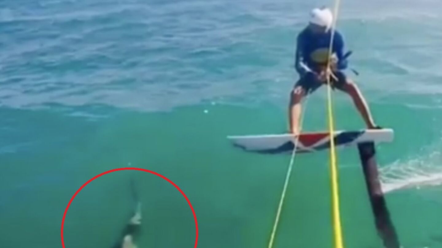 Un surfista choca con un tibur&oacute;n