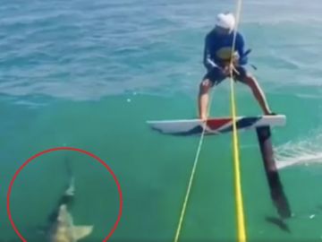 Un surfista choca con un tiburón Un surfista choca con un tiburón