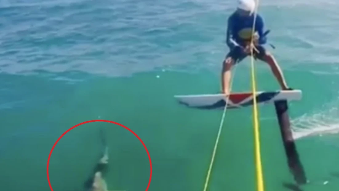 Un surfista choca con un tiburón