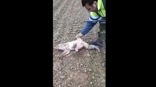 Un cazador tortura duramente a una zorra herida Un cazador tortura duramente a una zorra herida
