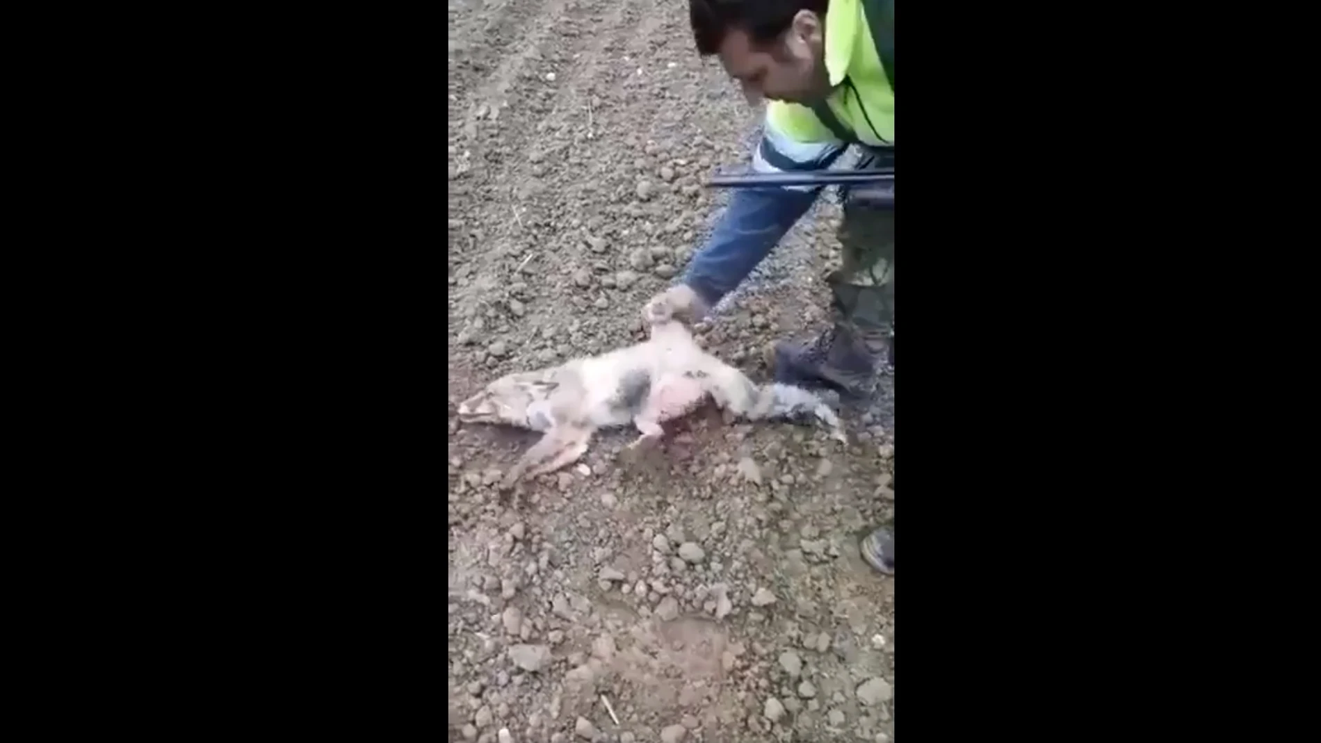 Un cazador tortura duramente a una zorra herida