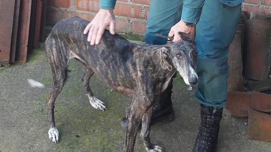El galgo rescatado El galgo rescatado