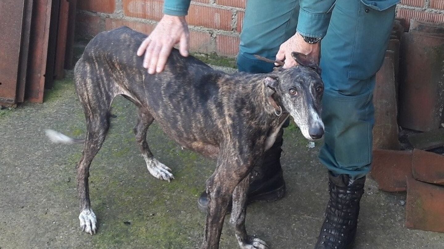 El galgo rescatado