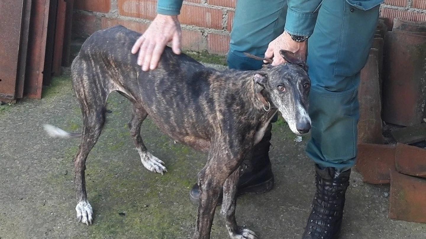 El galgo rescatado El galgo rescatado