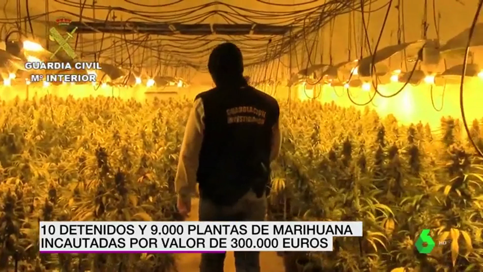 La Guardia Civil incauta 9.000 plantas de marihuana por valor de 300.000 euros en Toledo y detienen a diez personas