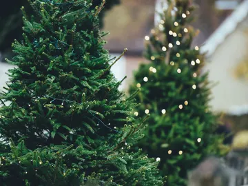 Con los árboles de Navidad tenemos que tener mucho cuidado, más aún si los cortamos nosotros mismos Con los árboles de Navidad tenemos que tener mucho cuidado, más aún si los cortamos nosotros mismos