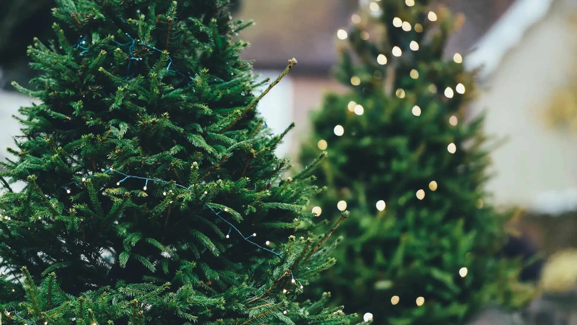 Con los árboles de Navidad tenemos que tener mucho cuidado, más aún si los cortamos nosotros mismos 