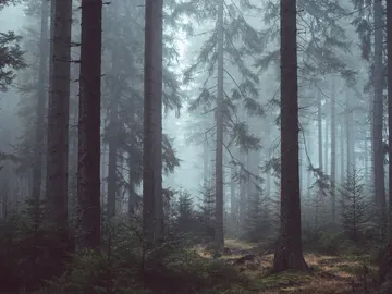 Bosques encantados Bosques encantados