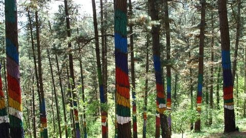 Bosque de Oma