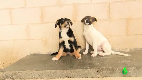Prohibir la compra de cachorros: la medida de Reino Unido que podría acabar con el abandono tras la Navidad Prohibir la compra de cachorros: la medida de Reino Unido que podría acabar con el abandono tras la Navidad