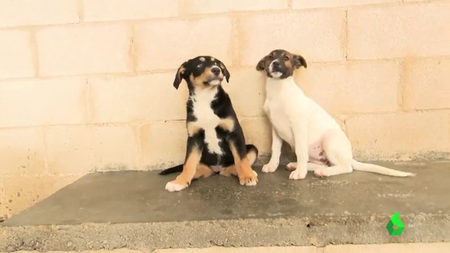 Prohibir la compra de cachorros: la medida de Reino Unido que podr&iacute;a acabar con el abandono tras la Navidad 