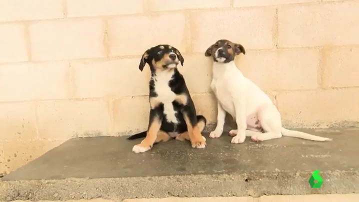 Prohibir la compra de cachorros: la medida de Reino Unido que podría acabar con el abandono tras la Navidad 