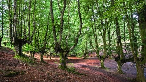 Bosque de Otzarreta