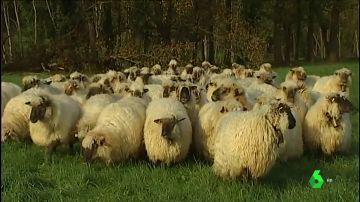 Se multiplican los ataques de perros sueltos a ovejas en Gipuzkoa: "Las encontré desgarradas pero vivas"