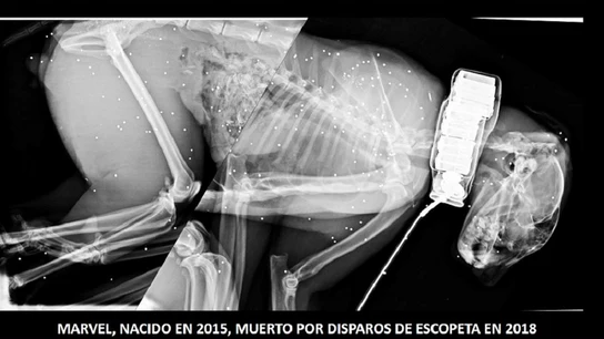 Imagen del lince ibérico muerto por disparos de escopeta Imagen del lince ibérico muerto por disparos de escopeta