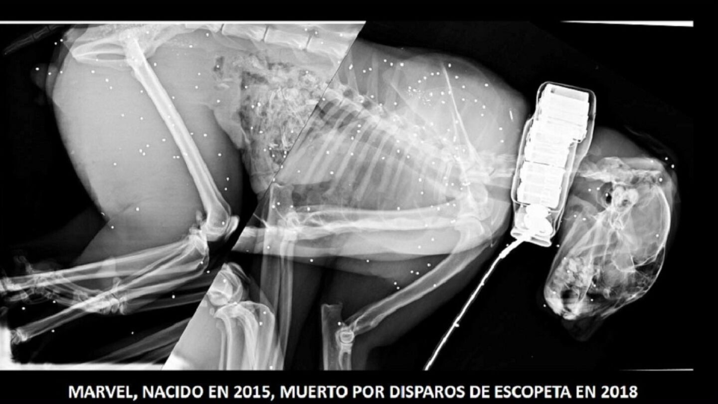 Imagen del lince ib&eacute;rico muerto por disparos de escopeta