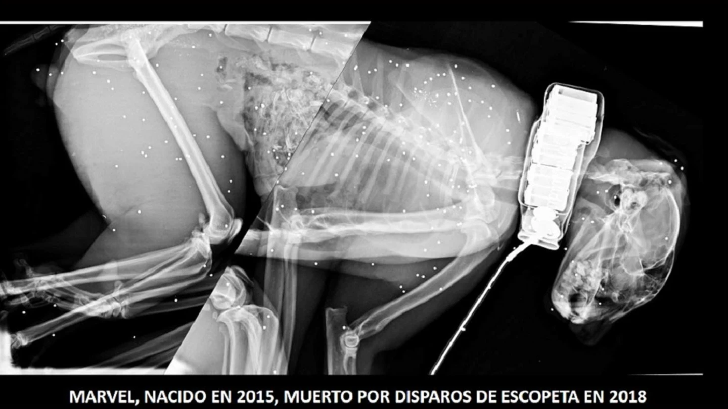 Imagen del lince ibérico muerto por disparos de escopeta Imagen del lince ibérico muerto por disparos de escopeta