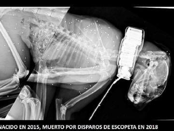 Imagen del lince ibérico muerto por disparos de escopeta Imagen del lince ibérico muerto por disparos de escopeta