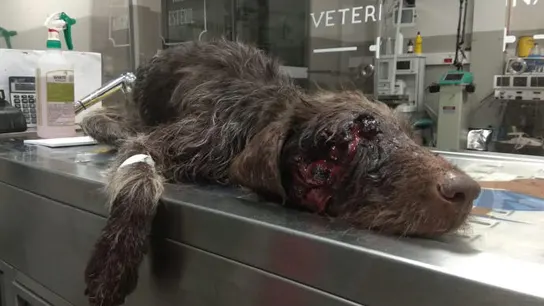 Perro herido con disparo en la cara Perro herido con disparo en la cara
