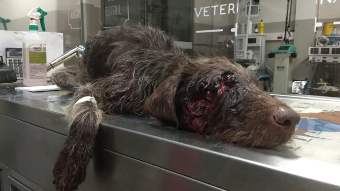 Perro herido con disparo en la cara Perro herido con disparo en la cara