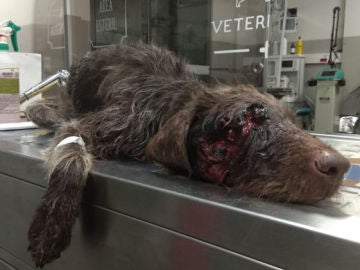 Perro herido con disparo en la cara Perro herido con disparo en la cara