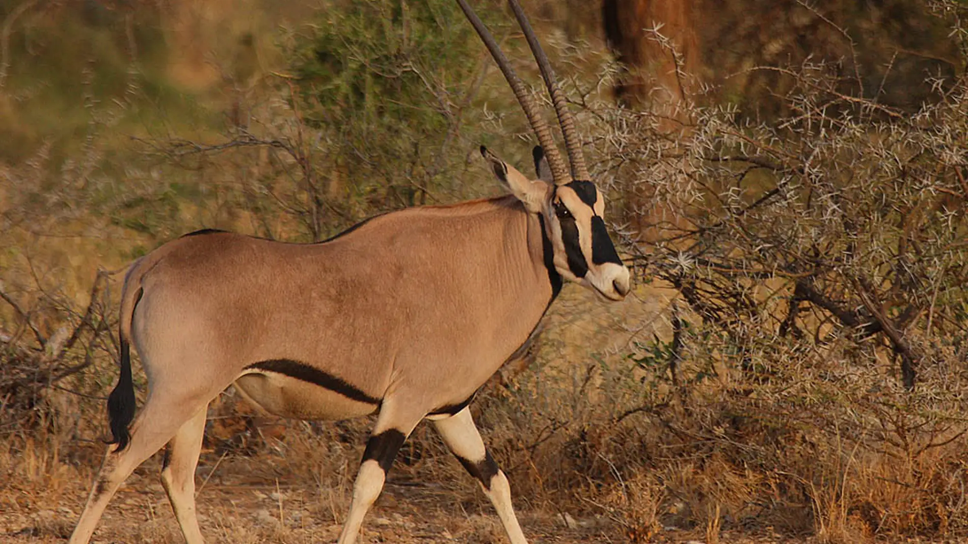 Oryx beisa
