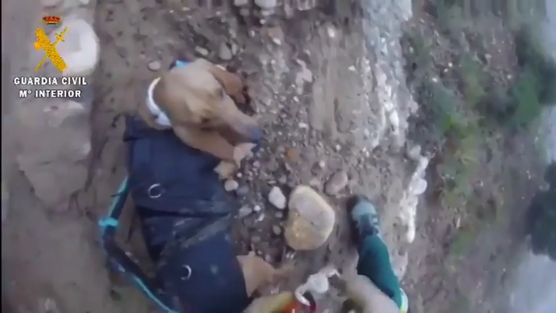 El impresionante rescate de la Guardia Civil de un perro que llevaba tres días atrapado en un barranco 