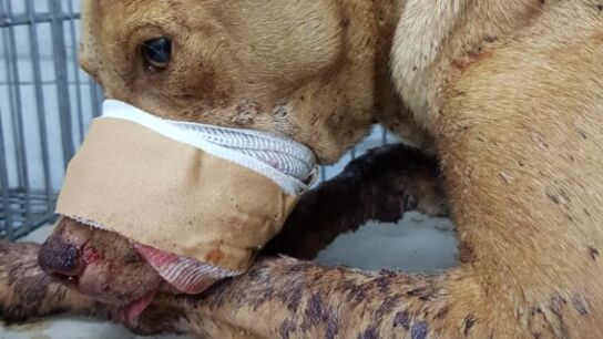 Perro gravemente herido por un petardo